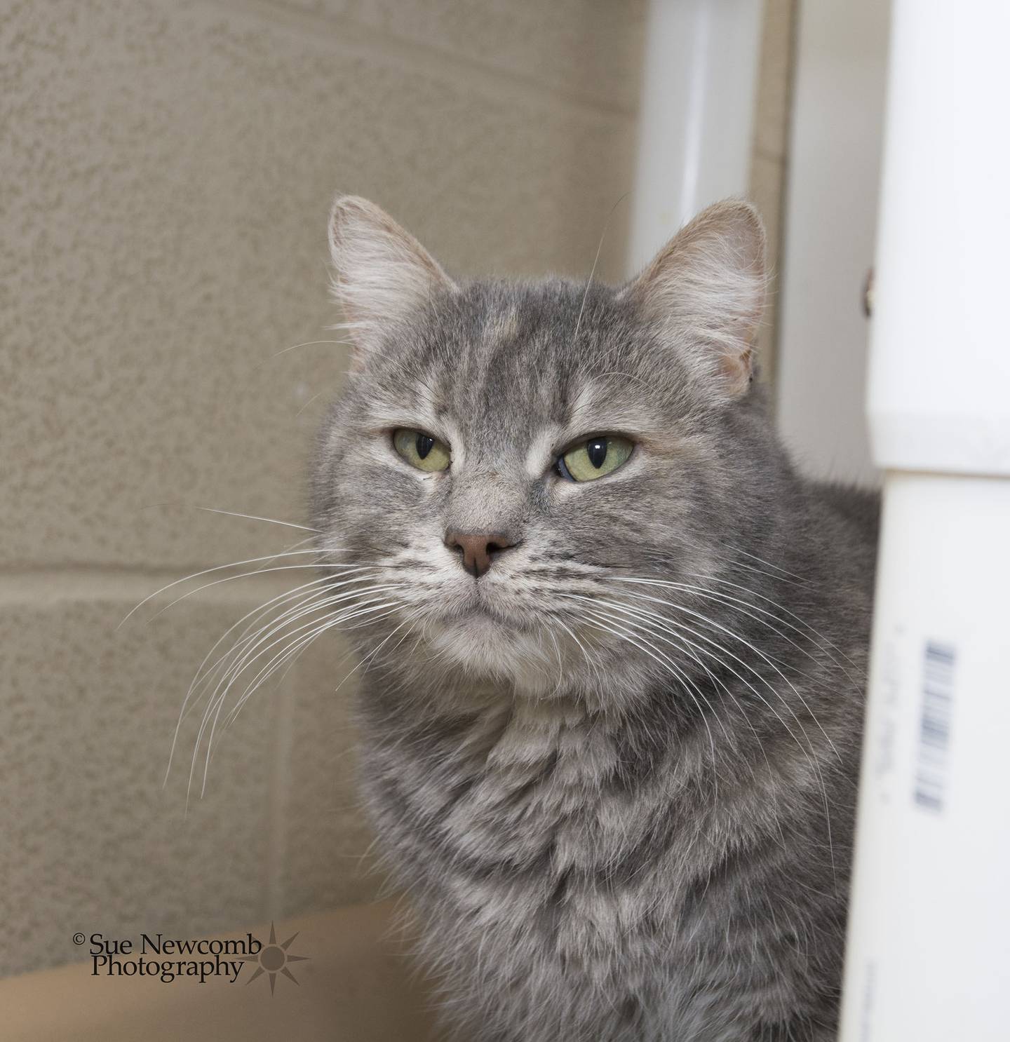 Rani is a very petite domestic shorthair cat. She needs time to come out of her shell, but she is sweet and loving. Contact the Will County Humane Society at willcountyhumane.com and follow the instructions for the adoption process.