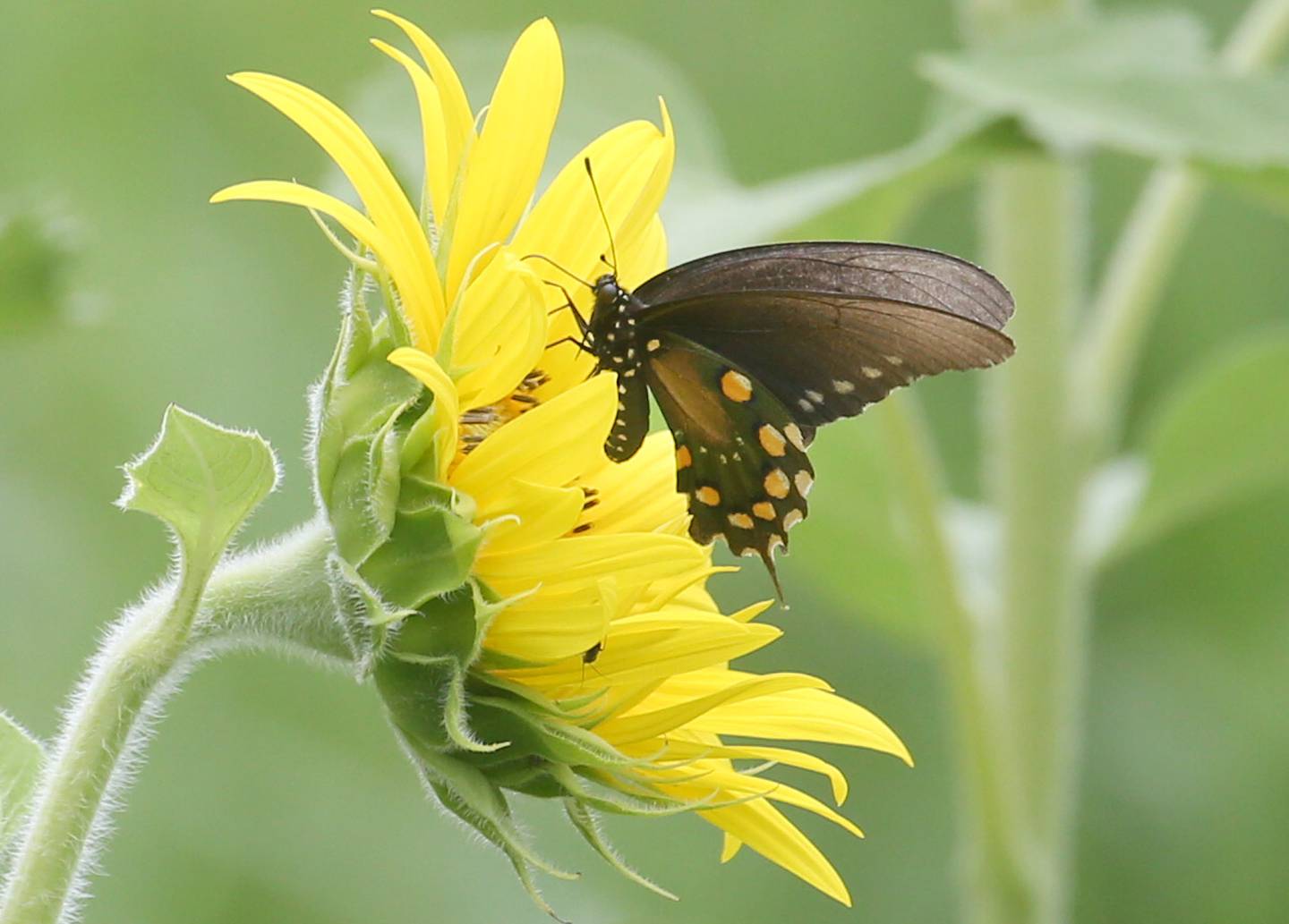 A pipevine swallowtail butterfly visites a sunflower on Monday, July 21, 2025 at Mattiessen State Park near Oglesby.