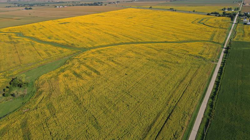 An aerial view of a sunflower field on Wednesday, Sept. 10, 2025 near the intersection of 3000 East Street and Interstate 80 about a mile north of Seatonville in Bureau County.