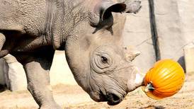 Boo! at the Zoo to bring family-friendly Halloween fun to Brookfield