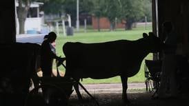 Bureau County Fair announces 2023 livestock show schedule
