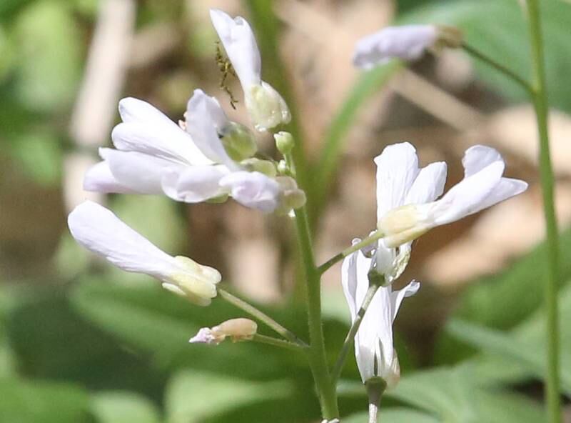Cutleaf toothwort blooms on the trailhead to Illinois Canyon on Tuesday, April 22, 2025 at Starved Rock State Park.