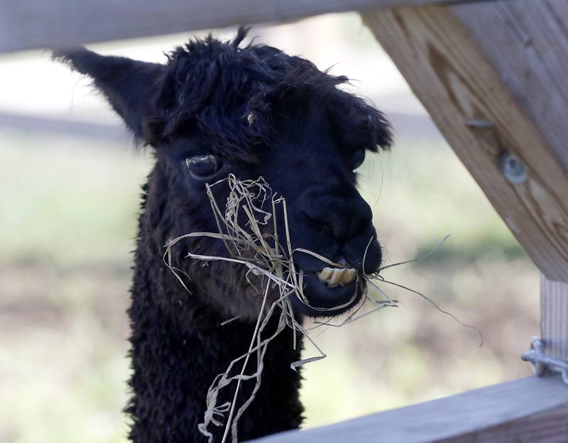 An alpaca eats during a stop on the McHenry County Farm Stroll on Sunday, Sept. 28, 2025  at Hephzibah Farms in Hebron. The farm stroll, a self-guided tour of McHenry County’s family farms, featured farm tours, demonstrations and products for sale at eleven farms.