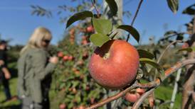 Kuipers Family Farm apple orchard, sunflower fields open for season Saturday