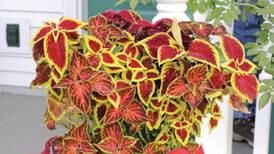 Down the Garden Path: Don’t forget your favorite flowers and plants