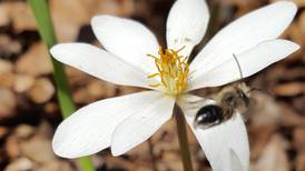 Good Natured in St. Charles: Native bees prove sting-free pollinators