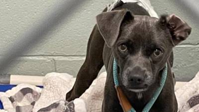 Trio of good Samaritans save runaway dog on Kirk Road in Batavia