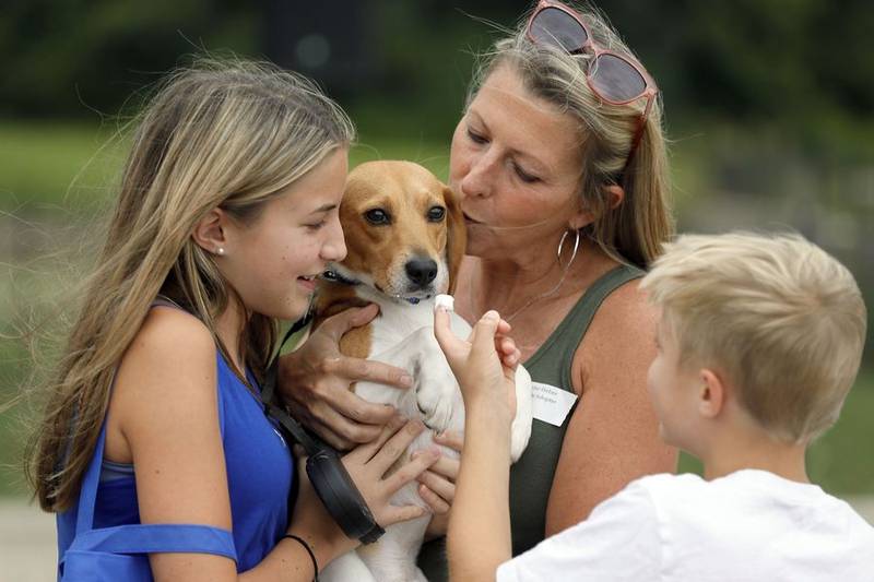 Jen Weber of St. Charles and her children Grace, 13, and Tyler, 11, give their dog Cashew a pup cup treat during a reunion for rescued beagles held by Anderson Humane Saturday at Brilliance Subaru in Elgin. The dogs were rescued last year from an animal testing facility in Virginia. Anderson made two trips and brought back almost 200 dogs.