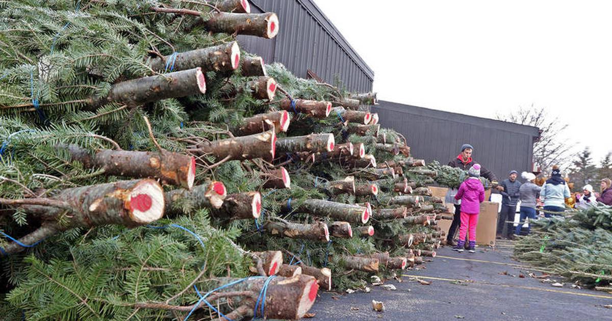 Free Christmas tree collection now underway in Oswego Shaw Local