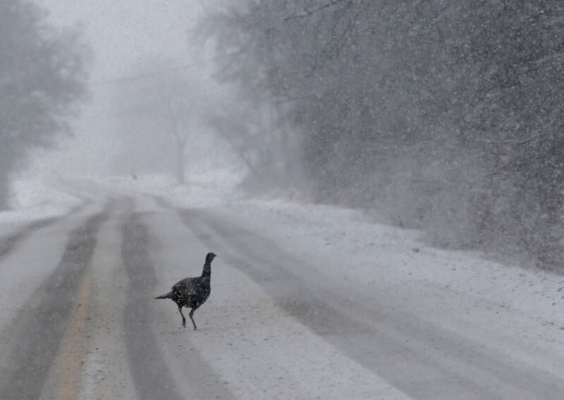 A wild turkey crosses Dee Bennett Road near the Starved Rock Lock and Dam on Tuesday, Jan. 9, 2024.