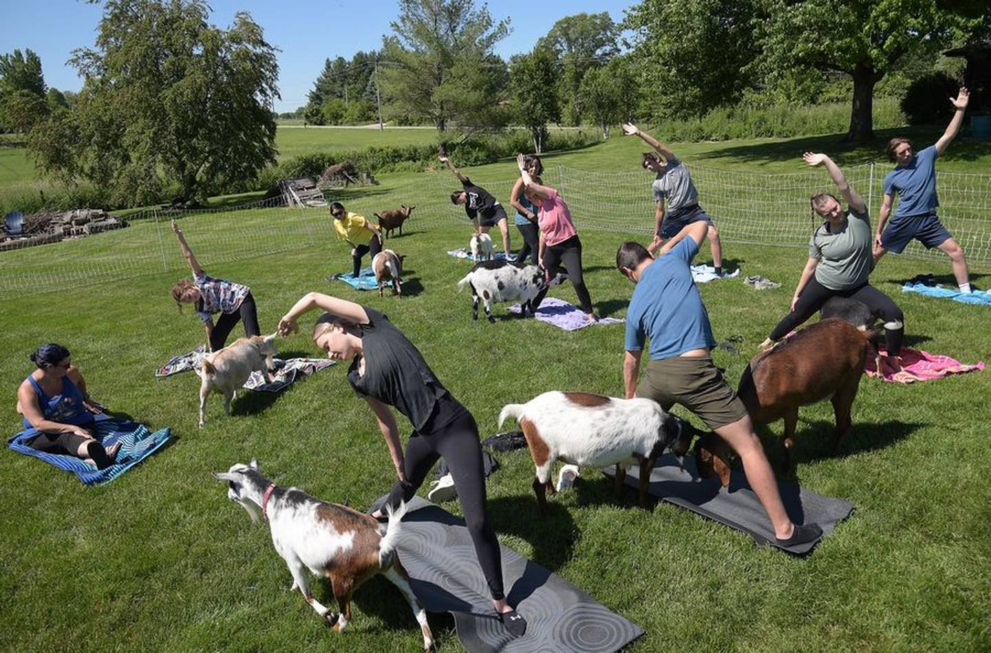 Goat Yoga Chicago holds classes on the Reverse the Kerrs Farm in Elgin. The owners have 17 goats.