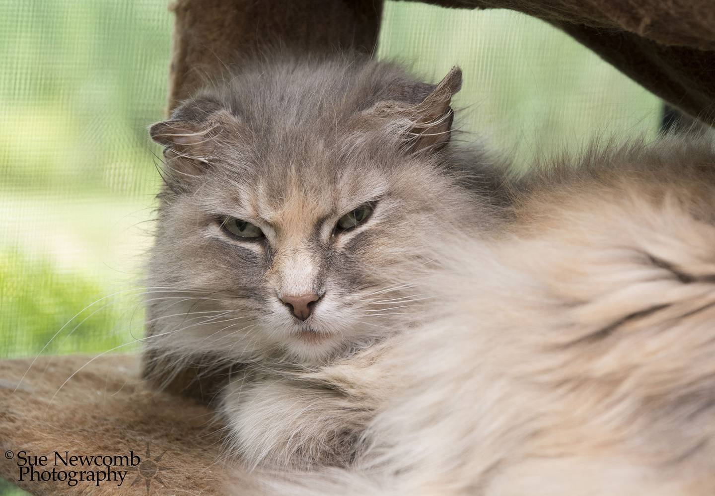 Lizzy is a 5-year-old domestic long-hair who is very sweet and laid-back. She likes to be petted but will let you know when she’s had enough attention. Contact the Will County Humane Society at willcountyhumane.com and follow the instructions for the adoption process.