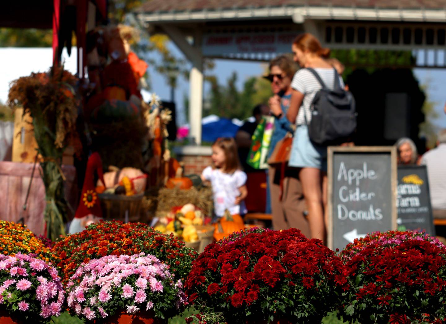 Mums glow in the sun during the Johnny Appleseed Festival in Crystal Lake Saturday.
