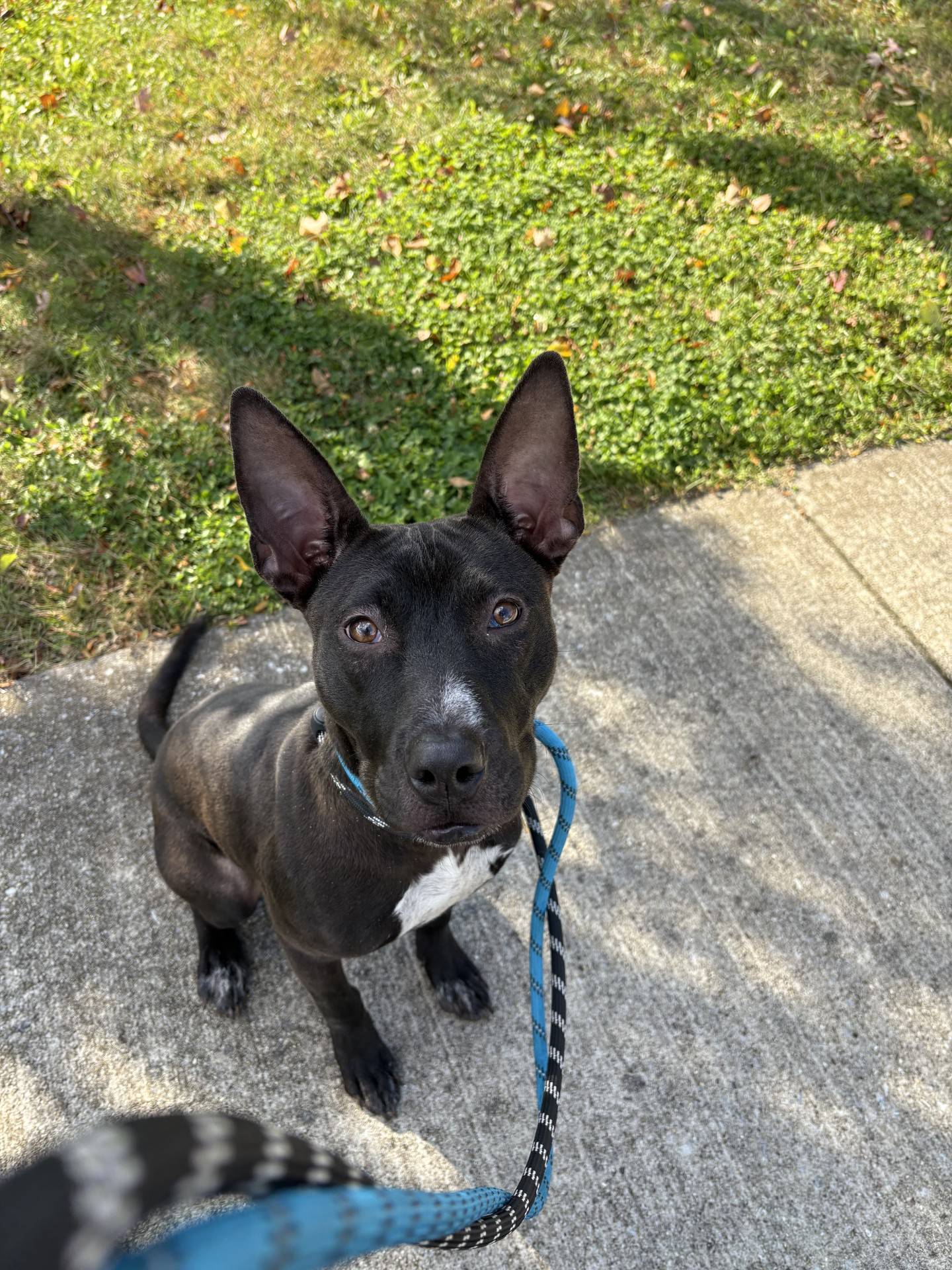 Callie is a sweet, gentle and playful 1-year-old terrier mix. She adores toys, enjoys fetch and happily curls up to people. Callie needs to be the only pet in the home. However, she might enjoy a dog sibling if she’s socialized properly and given time to be comfortable around other dogs. To meet Callie, email Dogadoption@nawsus.org. Visit nawsus.org.