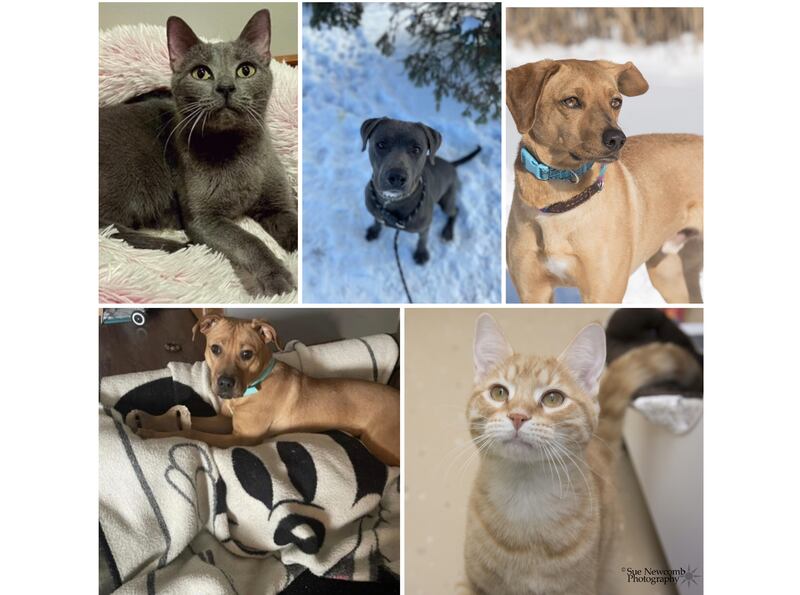 The Herald-News presents this week’s Pets of the Week. Read the description of each pet to find out about that pet, including where he or she can be adopted.

The Herald-News presents this week’s Pets of the Week. Read the description of each pet to find out about that pet, including where he or she can be adopted.