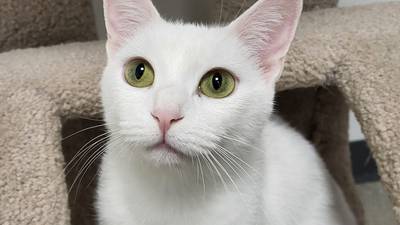 Loving young cat ready for her turn at forever home