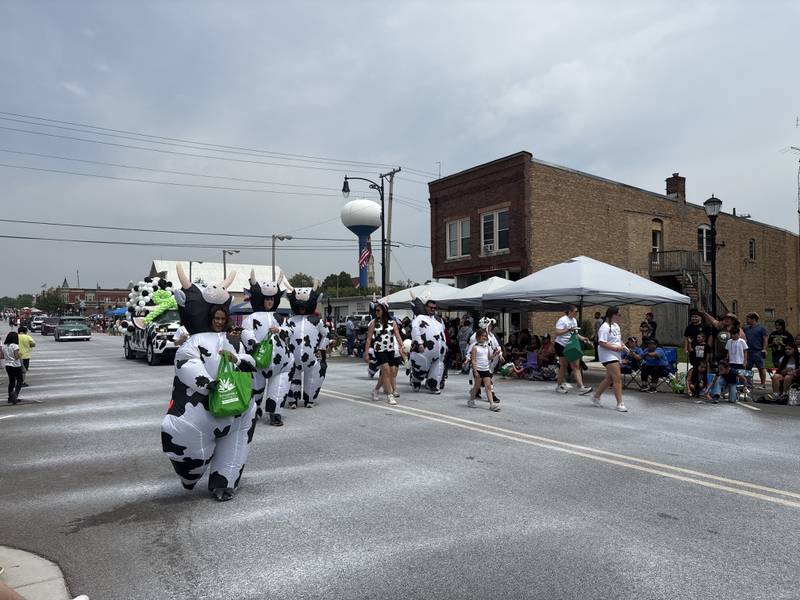 People dressed in cow outfits march during the Harvard Milk Days parade June 7, 2025.