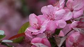 Talk climate change, solutions at upcoming DeKalb library series