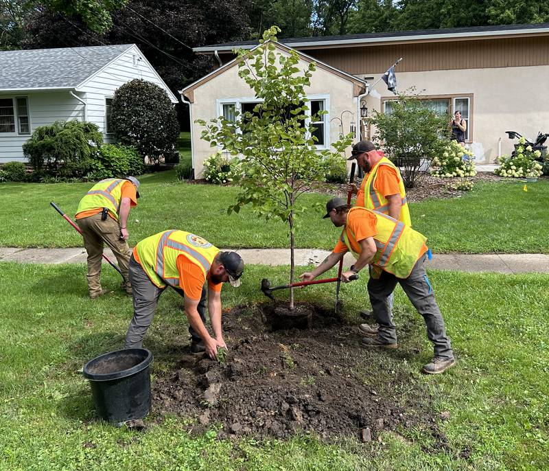 City workers plant a in the terrace at 604  Jackson Street in Oregon on Wednesday, July 31, 2024. The project is part of the city's plan to replace trees throughout the residential area.
