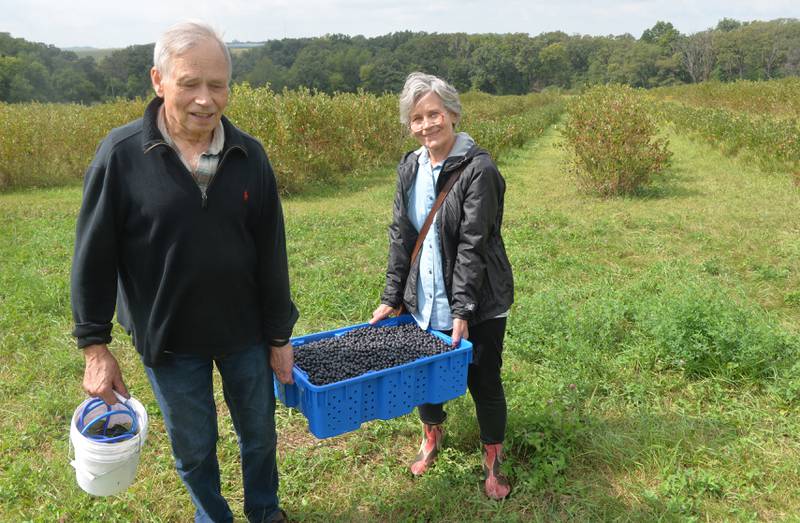 Jarek and Elizabeth Sinila, of Chicago, carry some the aronia berries they picked at BerryView Orchard on Sunday, Sept. 17, 2023. Elizabeth said the berries are popular in Poland, the couple's native country, and was happy to find the berries in the region. She planned to make jam or juice with her berries.