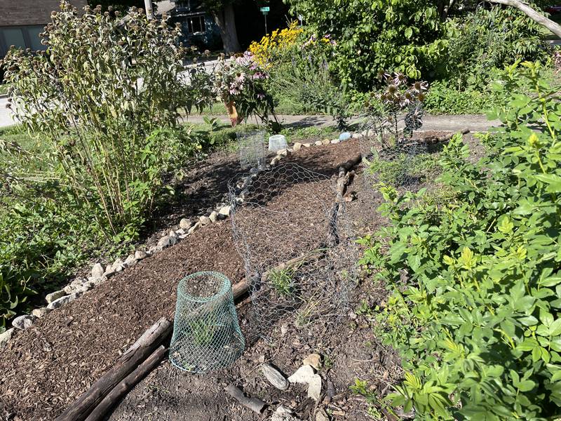 One way to keep pests away from your plants is to block them, with wire cages an option to keep larger animals like rabbits and rodents from your crop.