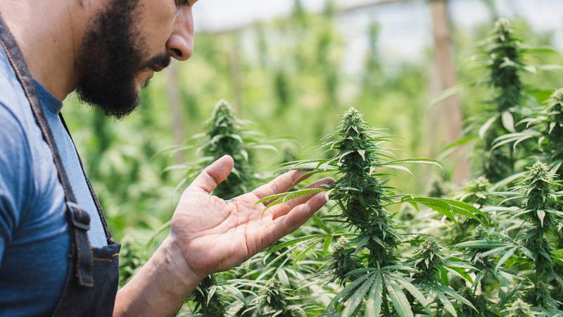 Terrabis - Exploring Cannabis Terpenes Like Wine: How to Sniff Out the Best Strains