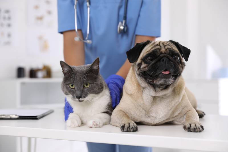 All Creatures Great & Small - The Importance Of Annual Wellness Exams For Your Pets