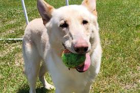 Fetch-loving dog looking for someone with good throwing arm