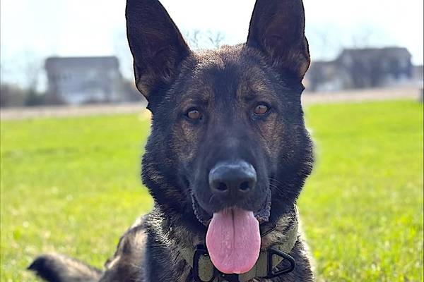 Homer Glen K-9 fundraiser event to offer food, pictures with Santa Claus