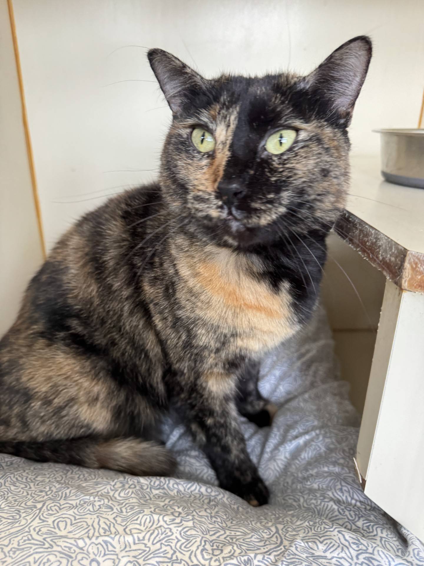 California is a sweet 3-year-old tortie girl who was adopted from NAWS in 2023. She was recently relinquished back to NAWS when her owner had financial hardships. California can entertain herself and loves to play with toy mice. She’s done well living with other cats but needs a home without dogs. She is calm, quiet, mellow and confident. She likes to be petted, and can be held and cuddled. California is perfect for someone looking for an independent and low-maintenance companion kitty. To meet California email Catadoptions@nawsus.org. Visit nawsus.org.