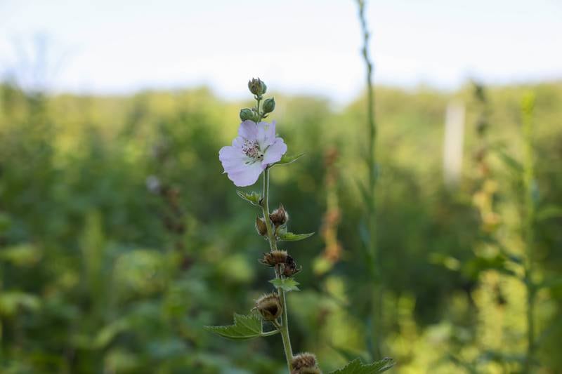 The Kankakee mallow, a native Illinois flower found in the wild only on Langham Island near the Kankakee River State Park, is seen on Aug. 9, 2025. The once absent flower reemerged in the summer of 2016 thanks to the Friends of Langham Island group’s work of cutting away overgrown brush and conducting prescribed “rolling bonfires” beginning in the fall of 2014.