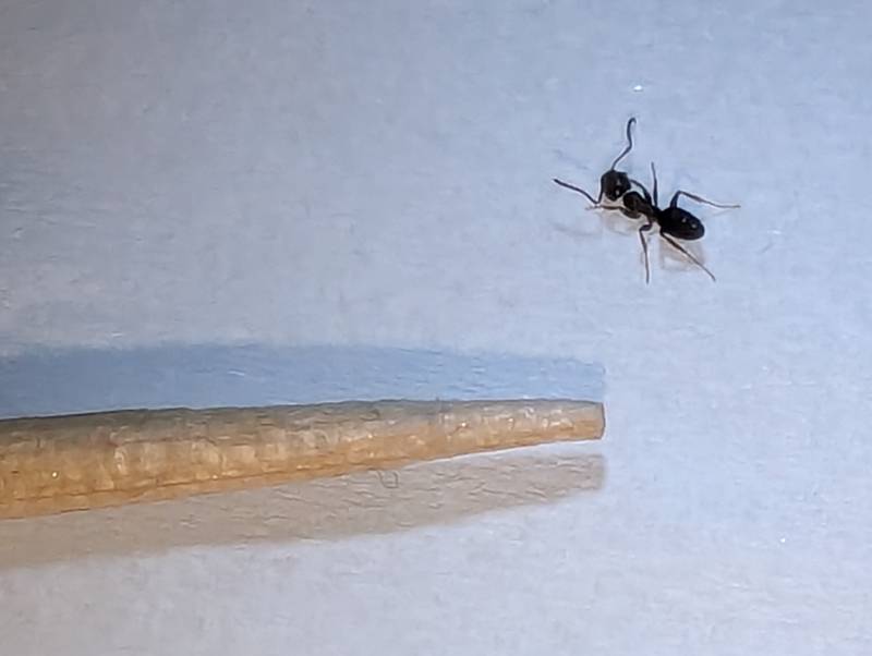 Small bordering on teensy, Tapinoma sessile measures just under 1/8 inch in length. Pictured here next to a toothpick, it’s an ant that shows up regularly in houses each spring.