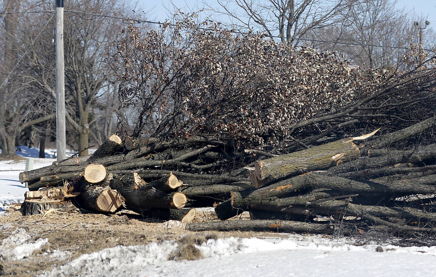 Cut trees along Illinois Highway 31 on Feb. 20. 2025, between Crystal Lake and McHenry. The trees, that were cut down for a future highway project, were cut down in the winter before bats could begin using the trees for summer habitat.