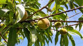 Peach output looks to be variable again this season