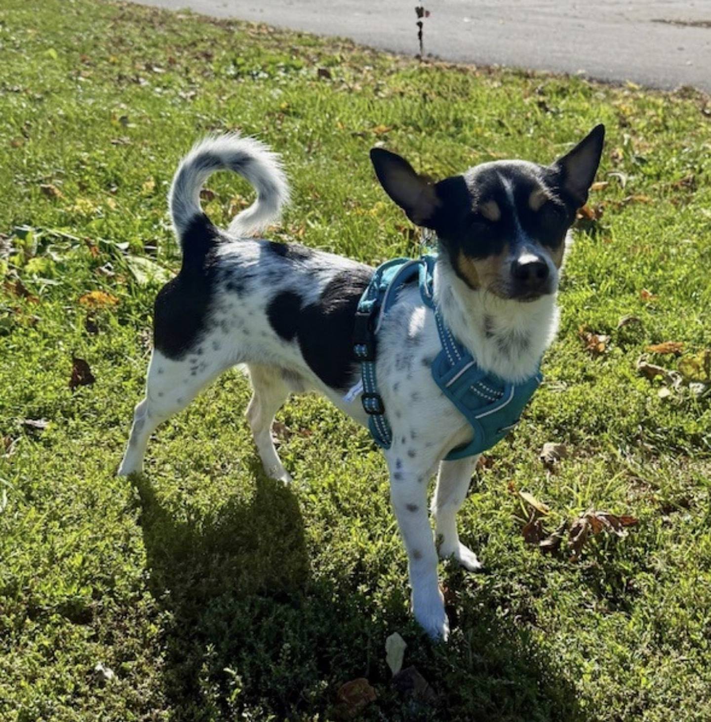 Kiko is an 8-year-old, 10-pound rat terrier that came to the humane society after being surrendered to local animal control with his 10-pound brother Kody. Both dogs must be adopted as a bonded pair. They are sweet little guys who love to sit on laps or shoulders. They’ve done well around other dogs and appear house-trained. Contact the Will County Humane Society at willcountyhumane.com and follow the instructions for the adoption process.