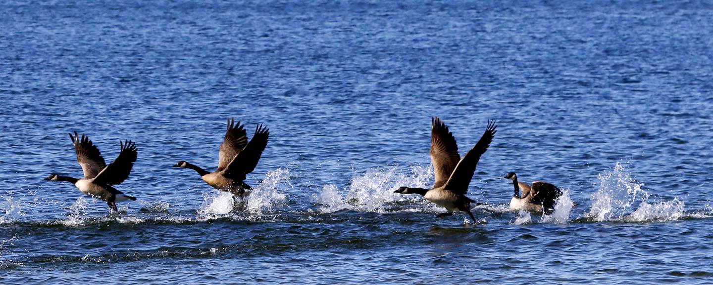 Canadian geese take flight on Thursday, Oct. 17, 2024, at Crystal Lake’s Main Beach.