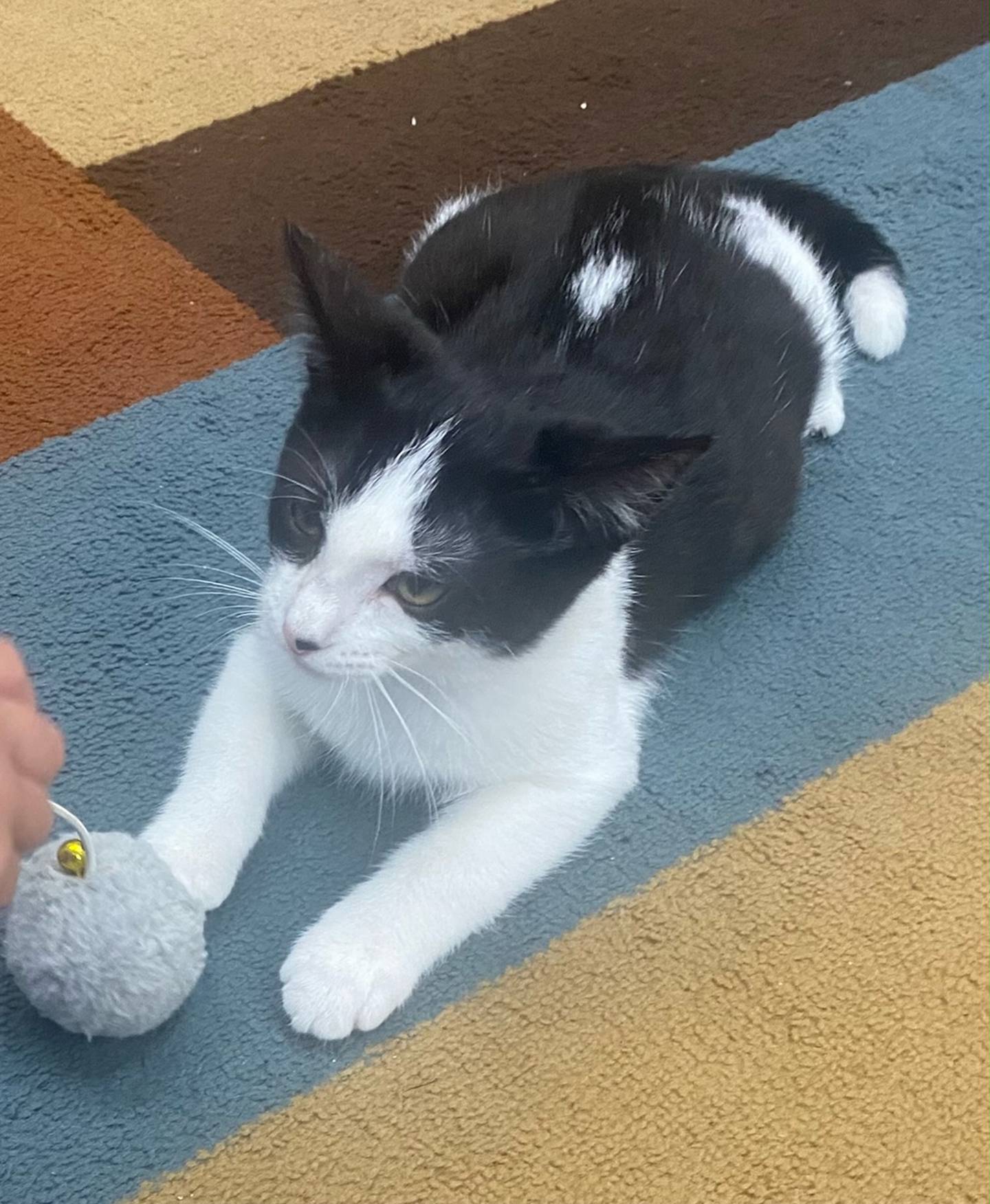 Jolly is a 4- month old black and white domestic shorthair. He is energetic and enjoys playing with his toys. Jolly gets along with children and other animals. He would make a great addition to any family. For more information on Jolly, contact Forepaws at megan@forepawspets.com. Visit https://www.forepawspets.com/