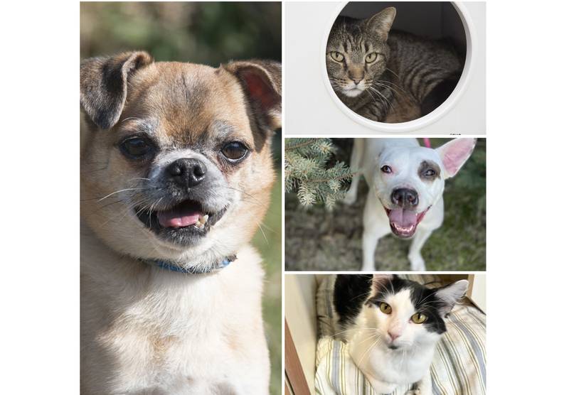 The Herald-News presents this week’s Pets of the Week. Read the description of each pet to find out about that pet, including where he or she can be adopted.