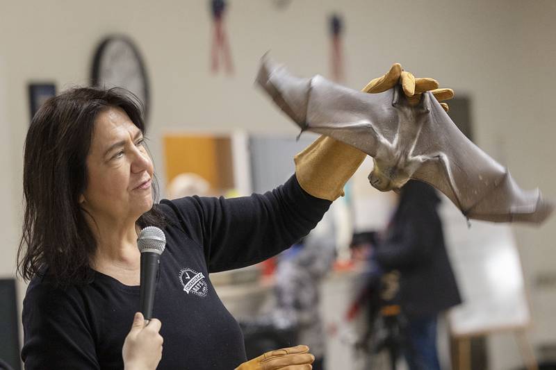 Sharon Peterson displays Zulu, an Egyptian Fruit Bat, on Saturday, Feb. 7, 2026, in Rock Falls for the annual Flock to the Rock event. Peterson brought in a wide array of animals, from a bunny to a bearded dragon.