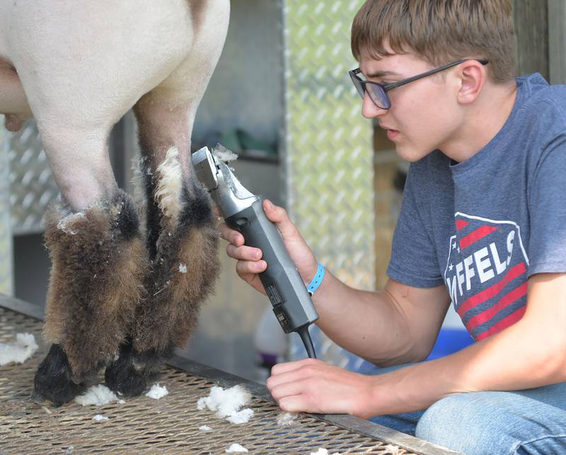 Ty Horn, 16, of Kings, grooms his sheep before showing it at the Ogle County 4-H Fair on Thursday, July 31, 2025.
