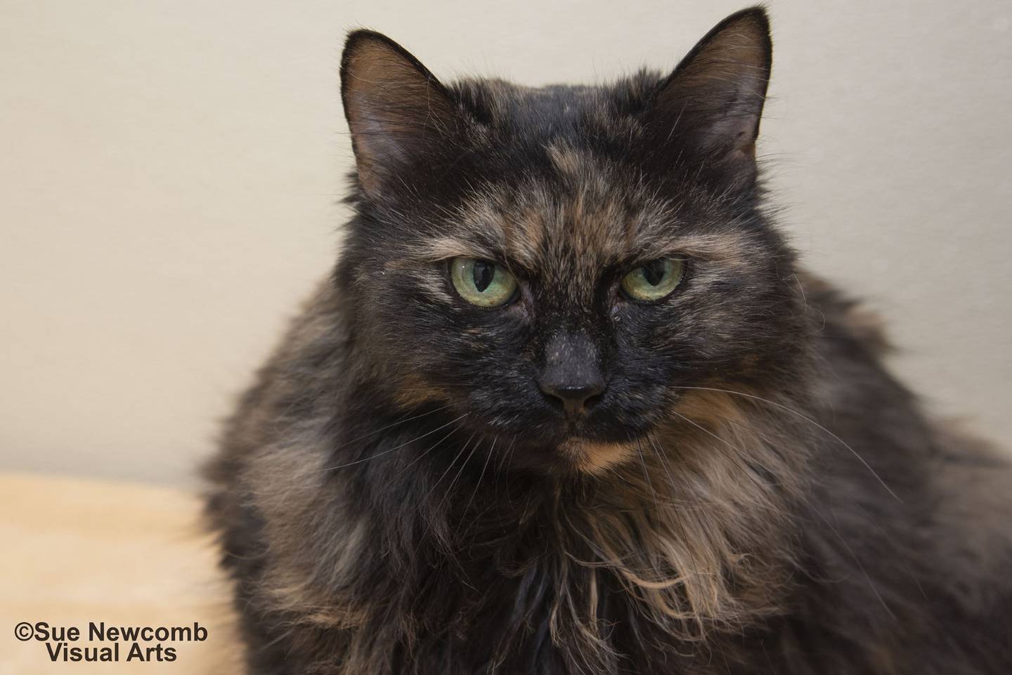 Annette is a 10-year-old long-hair who came to the shelter when her owner died. She is very sweet and loves to be petted and brushed. Contact the Will County Humane Society at willcountyhumane.com and follow the instructions for the adoption process.