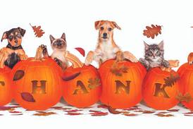 Giving thanks for the companion in your life