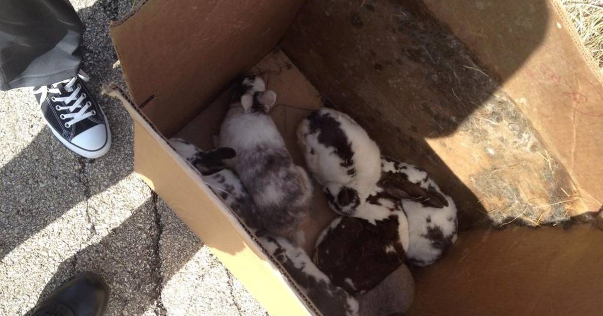Good Natured in St. Charles: Pet rabbits should never be ‘set free’ in ...