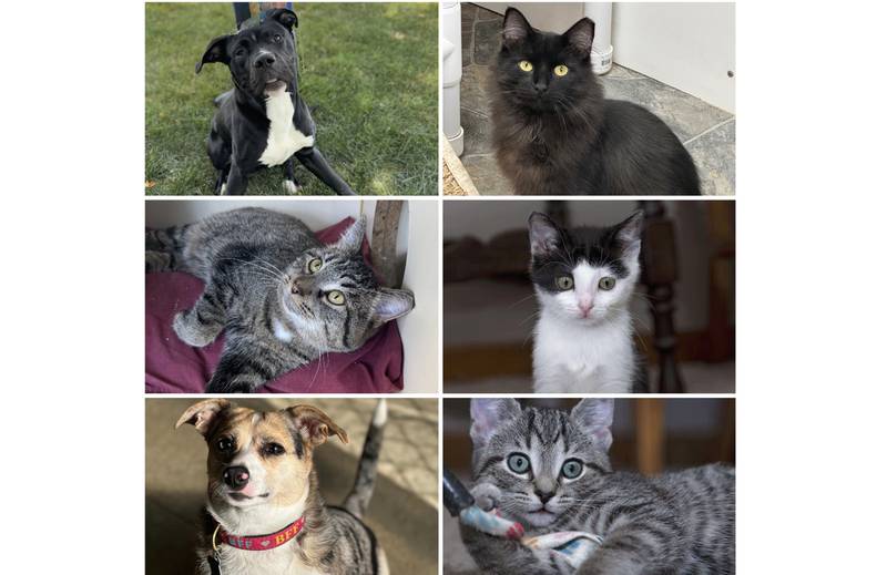 The Herald-News presents this week’s Pets of the Week. Read the description of each pet to learn about it, including where it can be adopted in Will County.