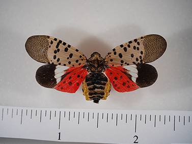 Invasive spotted lanternfly found in Illinois: Here’s what you need to know
