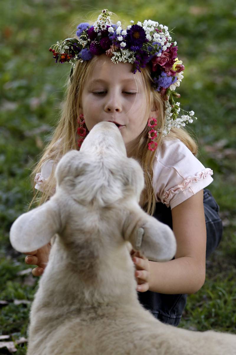 Soleil Gregory, 8, gives a sheep a kiss during a stop on the McHenry County Farm Stroll on Sunday, Sept. 28, 2025  at Hephzibah Farms in Hebron. The farm stroll, a self-guided tour of McHenry County’s family farms, featured farm tours, demonstrations and products for sale at eleven farms.