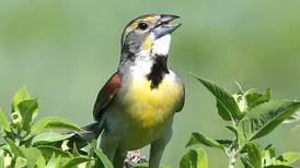 Rock Falls bird migration walk postponed to May 20