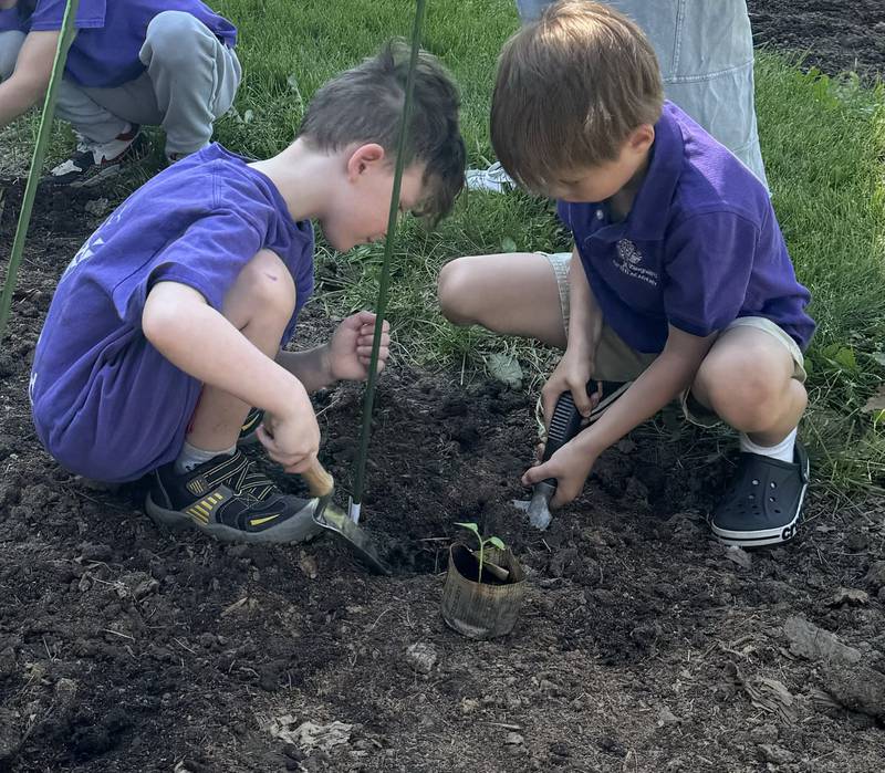 Students from Batavia's Vanguard Gifted Academy plant tomato and green pepper plants at Holy Angels Food Pantry in Aurora on Tuesday, May 21. The plantings highlighted the school's service week from May 20-23.