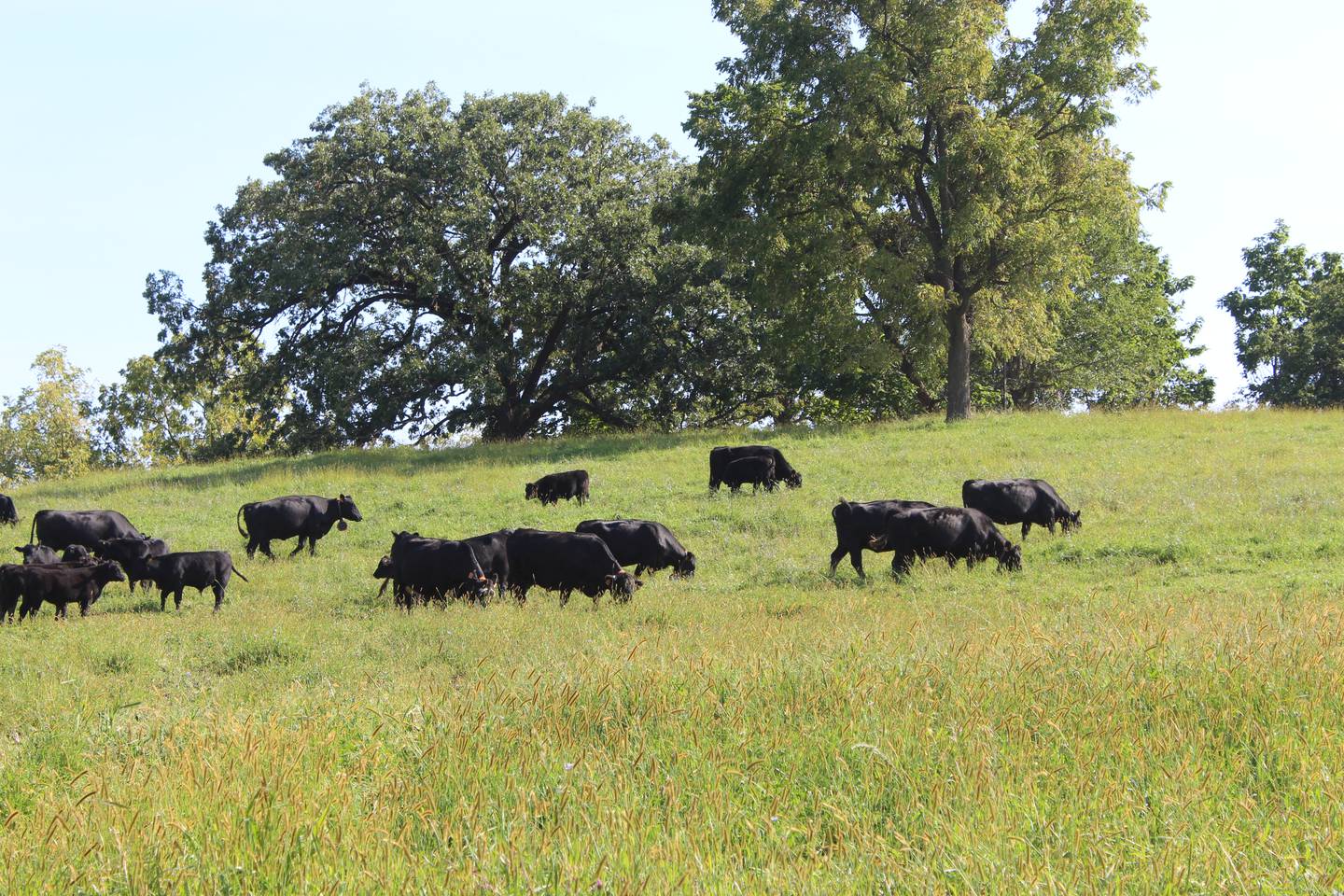 Cattle graze in the pasture with a virtual fencing system. Greg Thoren uses his laptop to determine the boundaries for the cows and calves to graze. This gives the cattleman the opportunity to graze more areas including ditches along the road.