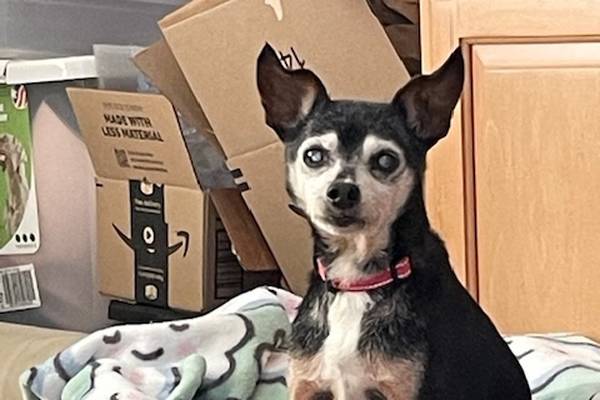 St. Charles woman rescues elderly, blind, deaf dog